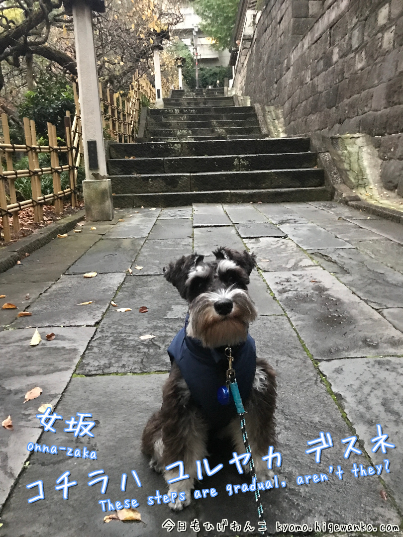 higewanko0325's tweet photo. 湯島天満宮にお参りに⛩️頑張れ受験生！！
#ミニチュアシュナウザー 
#犬好きさんと繋がりたい 
#湯島天満宮
#学業成就
#学問の神社
#SuccessInStudies
#AcademicBlessings
#dogs
#ShrineVisit
https://t.co/jQeIWoVcyu https://t.co/u5mSam206k