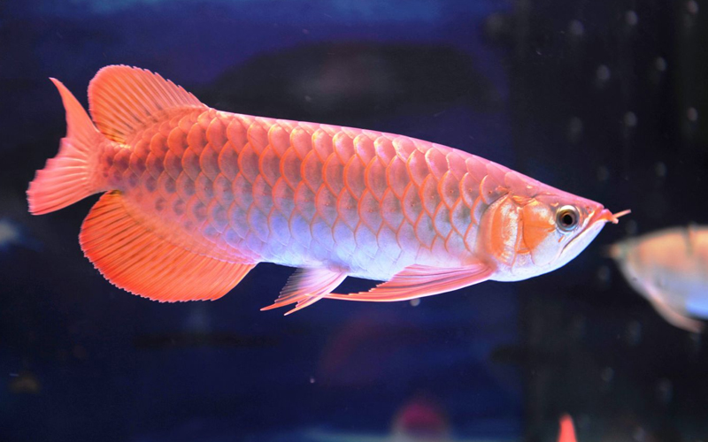 aydil diaz tweet media