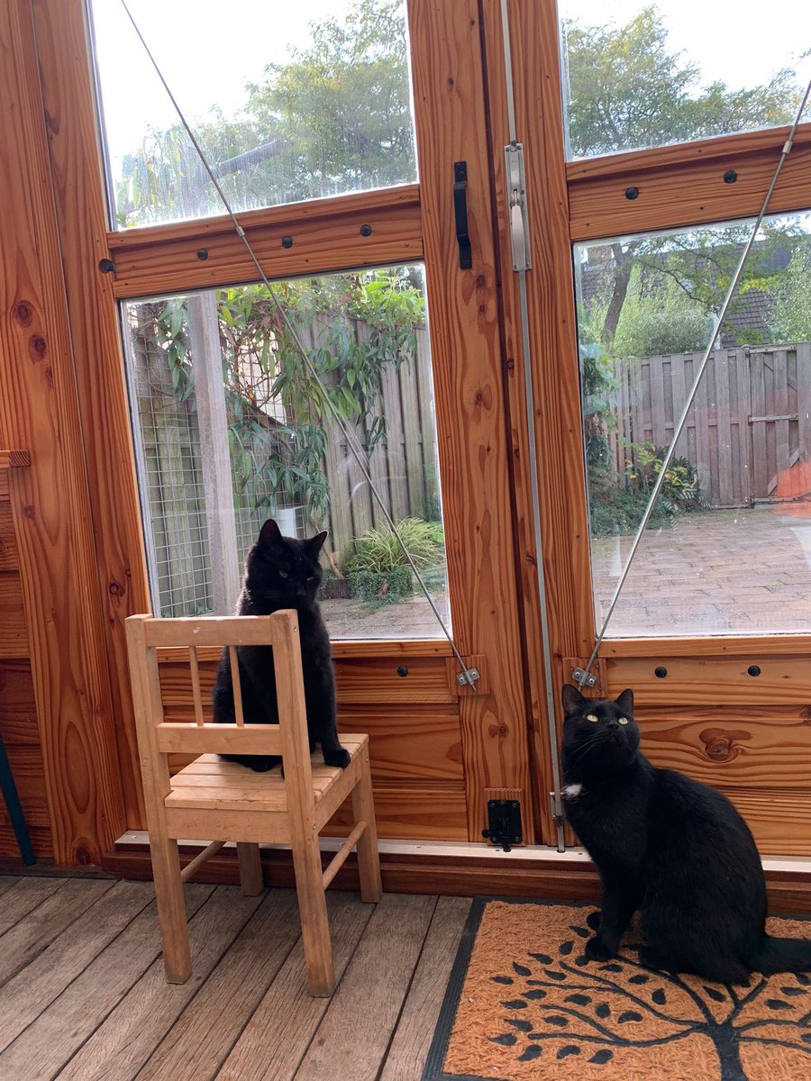 dierenbuddy's tweet image. Wij hebben 2 katers (5 en 6 jaar)ter adoptie. De heren zijn gecastreerd en gezond. Sociaal, aanhankelijk en gezellig aanwezig. Kattenbak zindelijk. Wil jij deze heren een huisje bieden? Laat het me weten via pb!