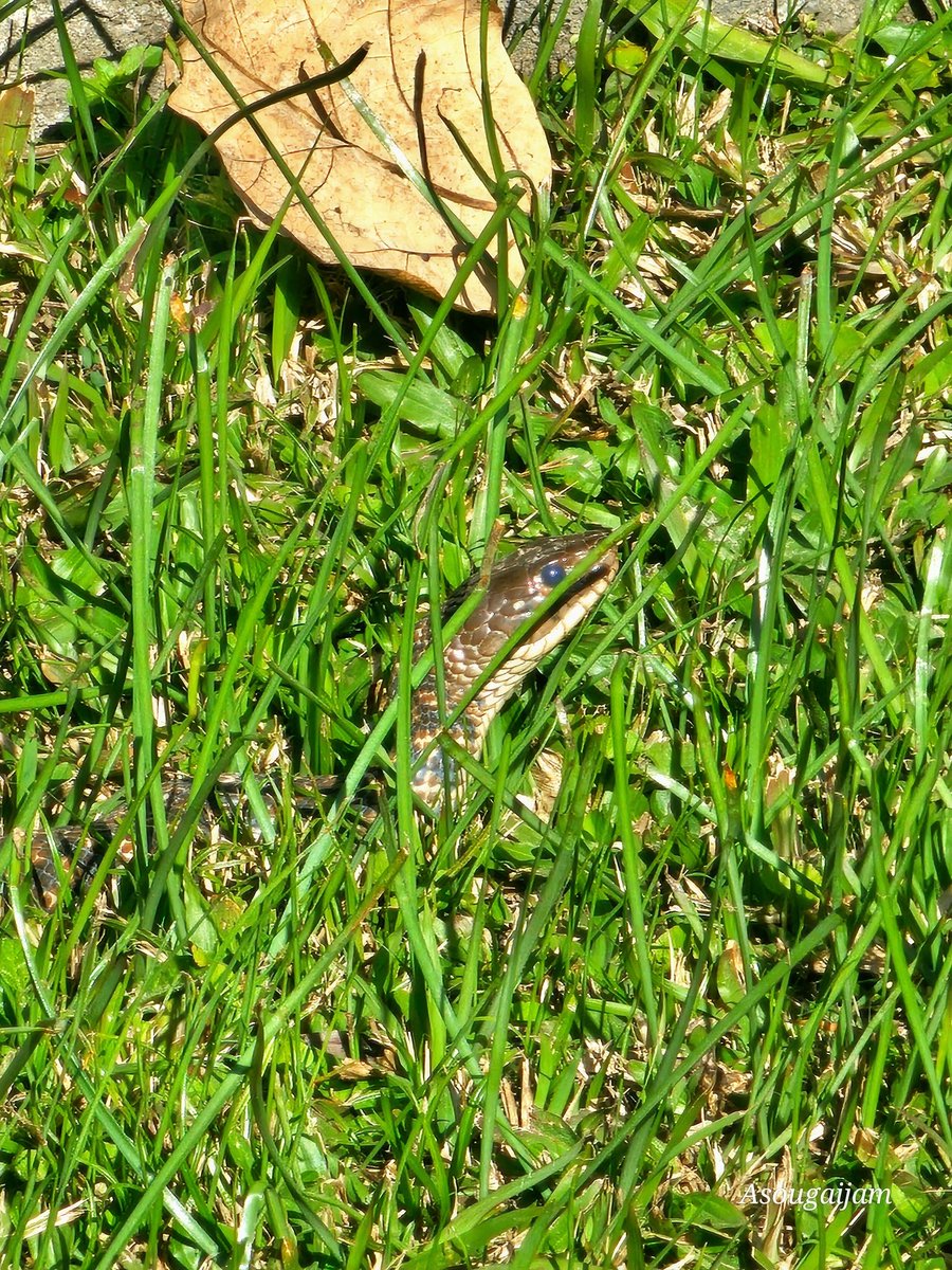 Every living beings on the earth needs the warmth of the sun.....suning in the winter sun
#watersnake