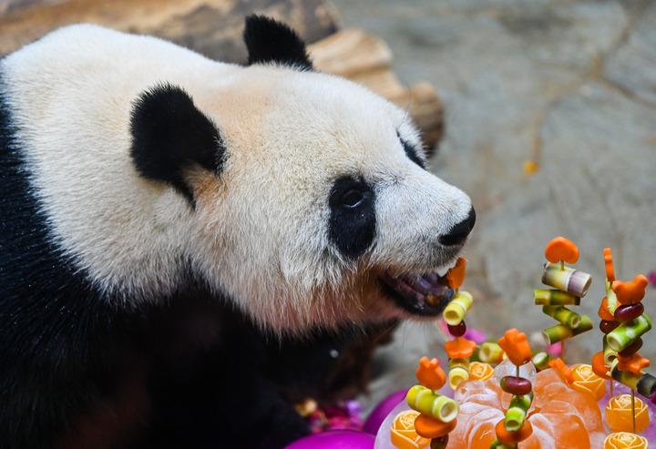 XinhuaItalia's tweet photo. Il panda gigante Gonggong riceve cibo presso l'Hainan Tropical Wildlife Park and Botanical Garden a Haikou, nella provincia cinese meridionale di Hainan
https://t.co/QAEwUap4NA
#GonggongCelebration 🎉 #PandaAdventures 🐼 #HainanWildlifePark 🌿 #PandaMagic 🌟 https://t.co/QfJTNJuF2W