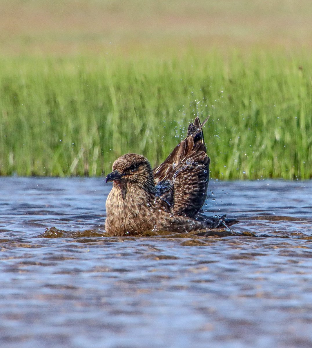 hermitsholiday's tweet photo. @SteelySeabirder #superseabirdsunday bathing Bonxie on #Fetlar #Shetland https://t.co/hgbOQ8EleY