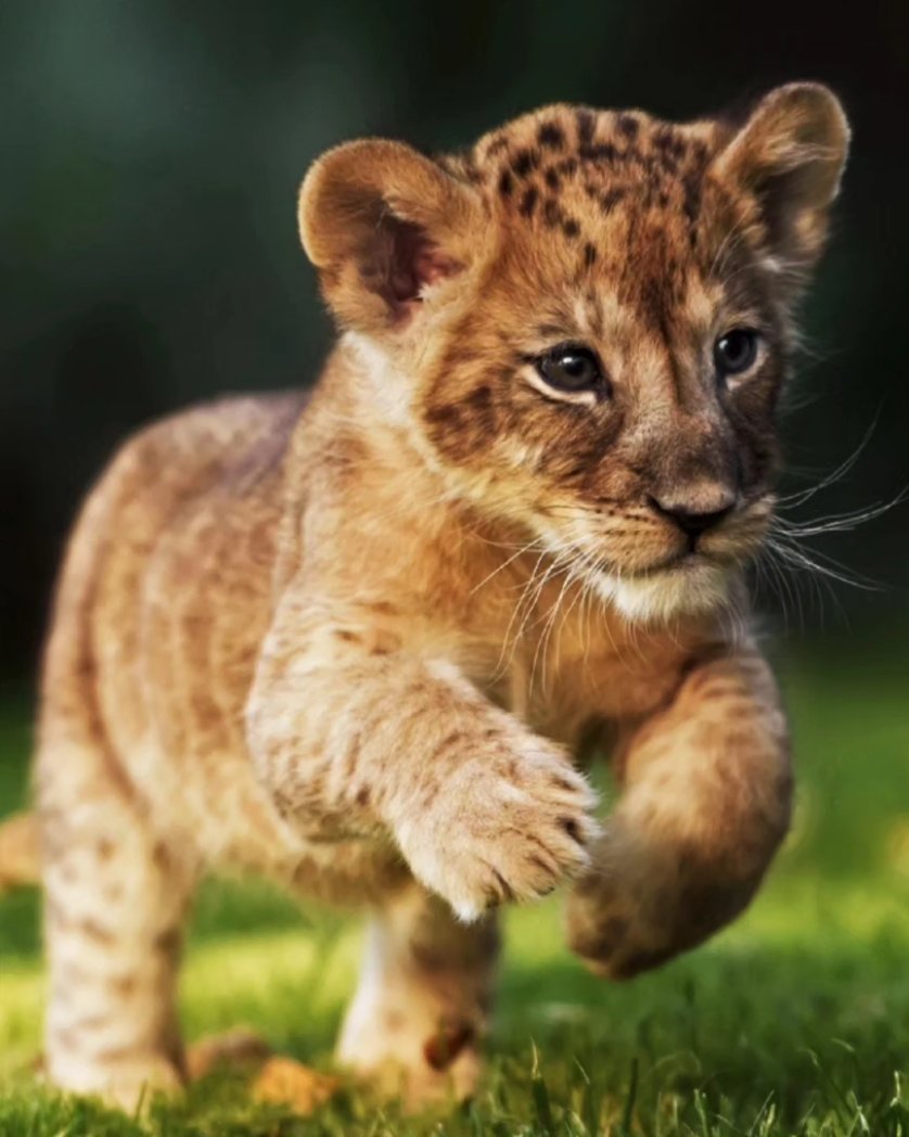 barasamainav's tweet image. Lion Cub. Baby lion. Whelp. Lionet. They stay with their mother for nearly twenty four months, training how to hunt for food. While young they face numerous dangerous situations. #cub #Babylion #Whelp #Lionet #barasamaina