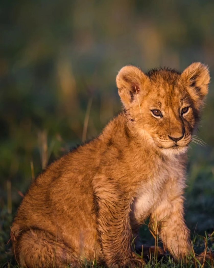 barasamainav's tweet image. Lion Cub. Baby lion. Whelp. Lionet. They stay with their mother for nearly twenty four months, training how to hunt for food. While young they face numerous dangerous situations. #cub #Babylion #Whelp #Lionet #barasamaina