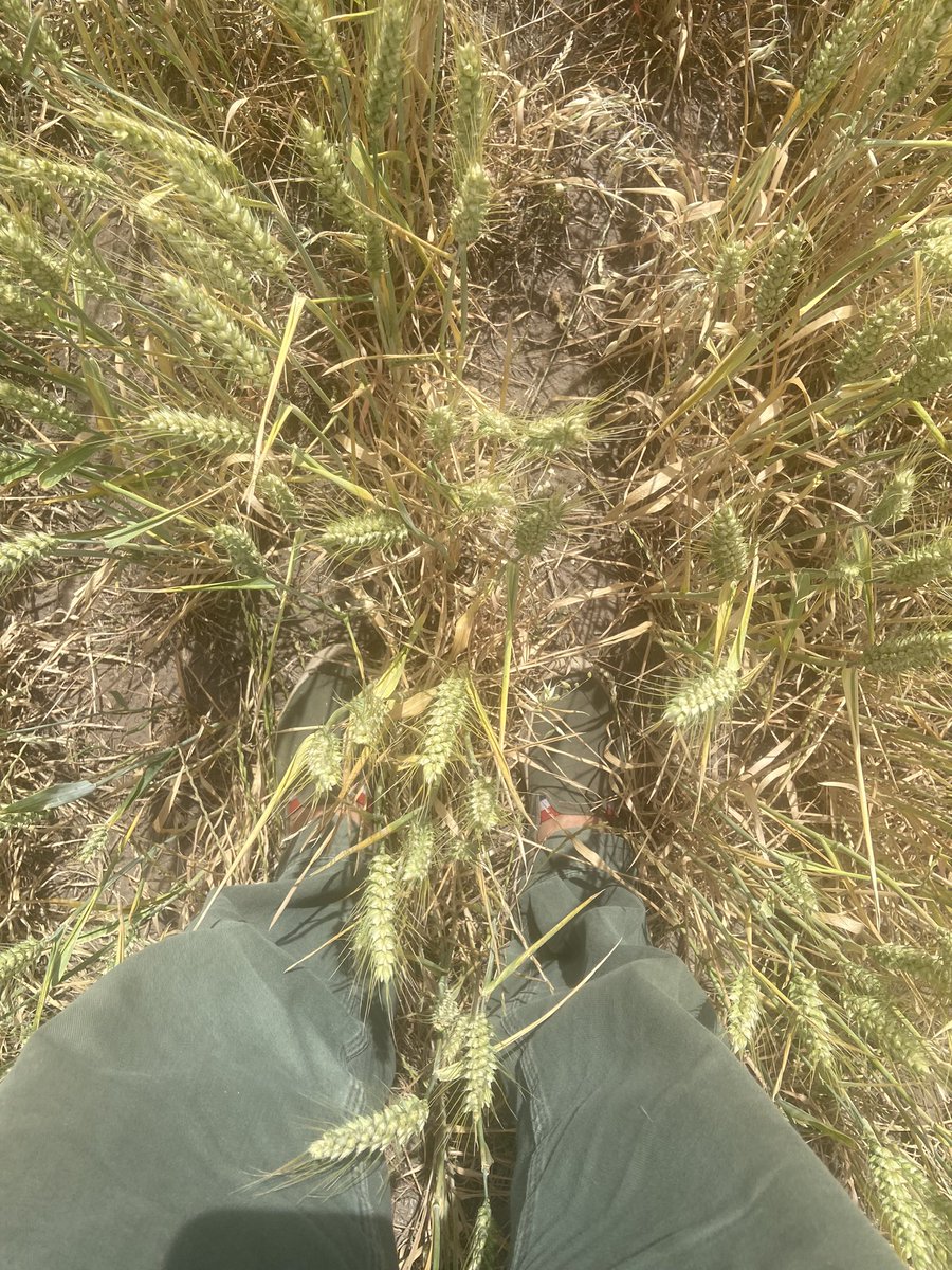 Cada tanto el clima nos pone patas para arriba los sistemas de producción agropecuaria. Así es nuestra actividad, así es la biología. Importante valorar también que en cada nuevo ciclo hay una oportunidad de hacer las cosas mejor. Solo se trata de desensillar hasta que aclare. 🧉