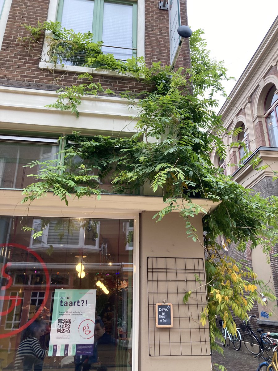 RoelkeHNienhuis's tweet photo. #klimplanten in de binnenstad ⁦@gem_groningen⁩ #koelte #leefkwaliteit #groenestad https://t.co/bvsxNHz50j