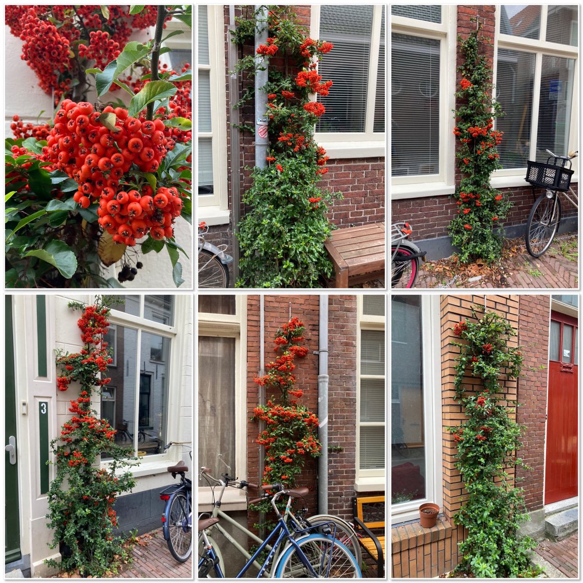 RoelkeHNienhuis's tweet photo. #klimplanten in de binnenstad ⁦@gem_groningen⁩ #koelte #leefkwaliteit #groenestad https://t.co/bvsxNHz50j