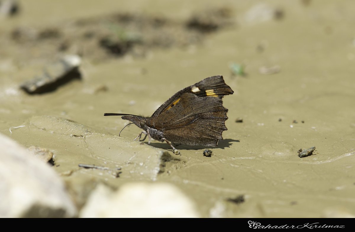 #haftanınkelebeği
Herkese selamlar! Bugün Libytheidae ailesinin ülkemizdeki tek temsilcisi olan Libythea celtis ile karşınızdayız. Bu özgün kelebek türü, isimlendirmesini tırtılının besin bitkisi olan Celtis(Çitlembik) cinsi ağaçlardan almıştır.
📸: Ogün Gezen &amp; Bahadır Kırılmaz