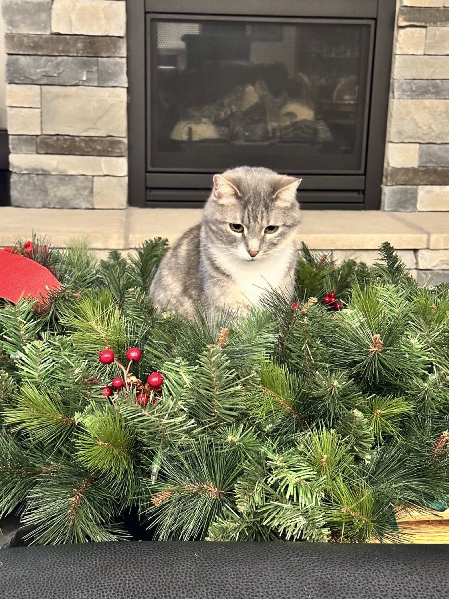 ConnieHilICS's tweet photo. My cat is in heaven playing with the large wreath I need to hang. She is loving all the decorations out as she thinks they are new toys for her to play with. https://t.co/1IwhqZFSmA