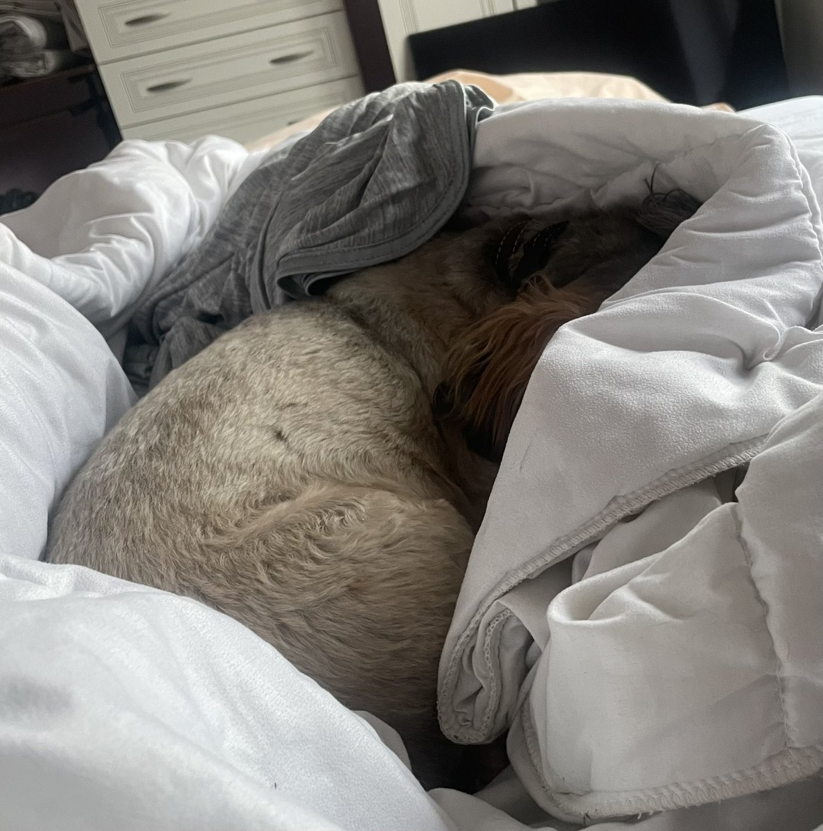 I moved back to the village in grew up in yesterday. It’s not a village anymore it’s a town and so much bigger, will take a while to find my feet but happy to be home! The dog was cold this morning 🐾🏠