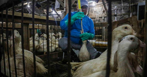 This is an insane world and do not underestimate the extent of its insanity: Foie gras involves shoving a long tube down a duck’s throat and pumping its stomach with so much feed that, after three times a day for several weeks, its liver swells up to 10 times its natural size.😢