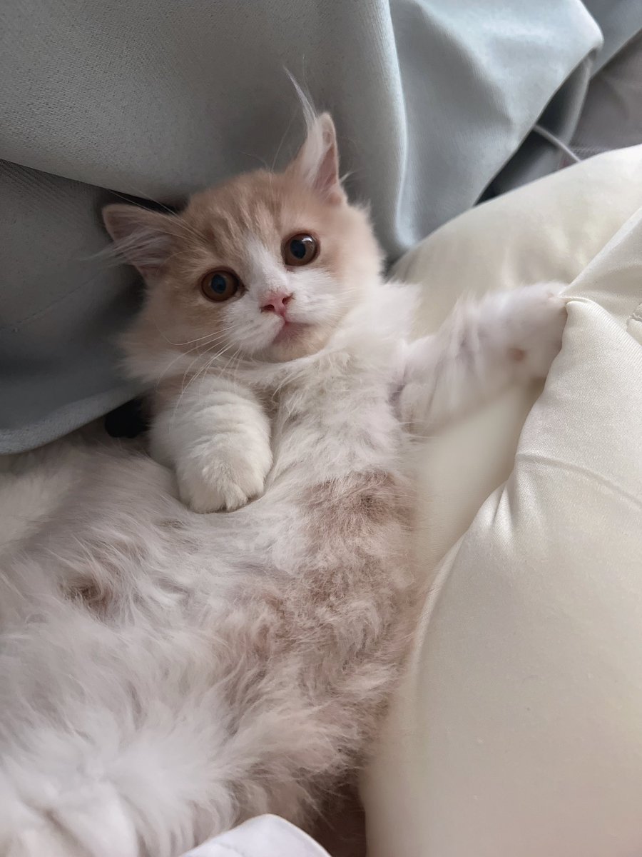 我的三只乳白猫猫 https://t.co/fLbIxccJH3