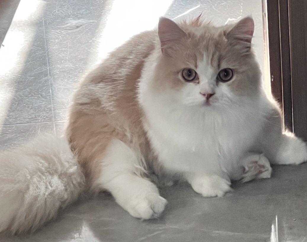 我的三只乳白猫猫 https://t.co/fLbIxccJH3