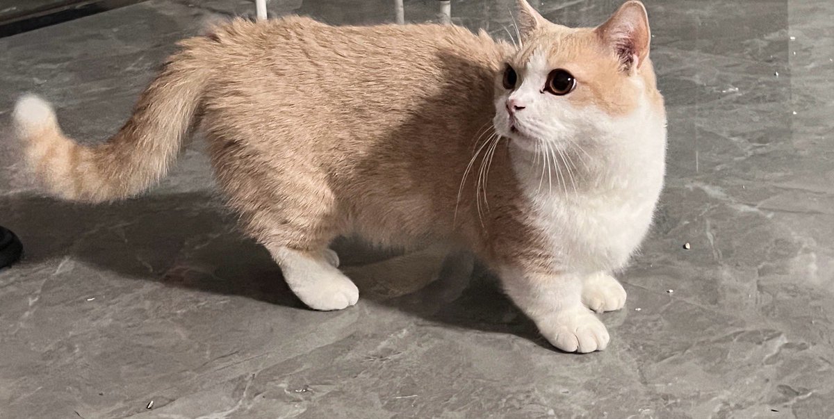 我的三只乳白猫猫 https://t.co/fLbIxccJH3