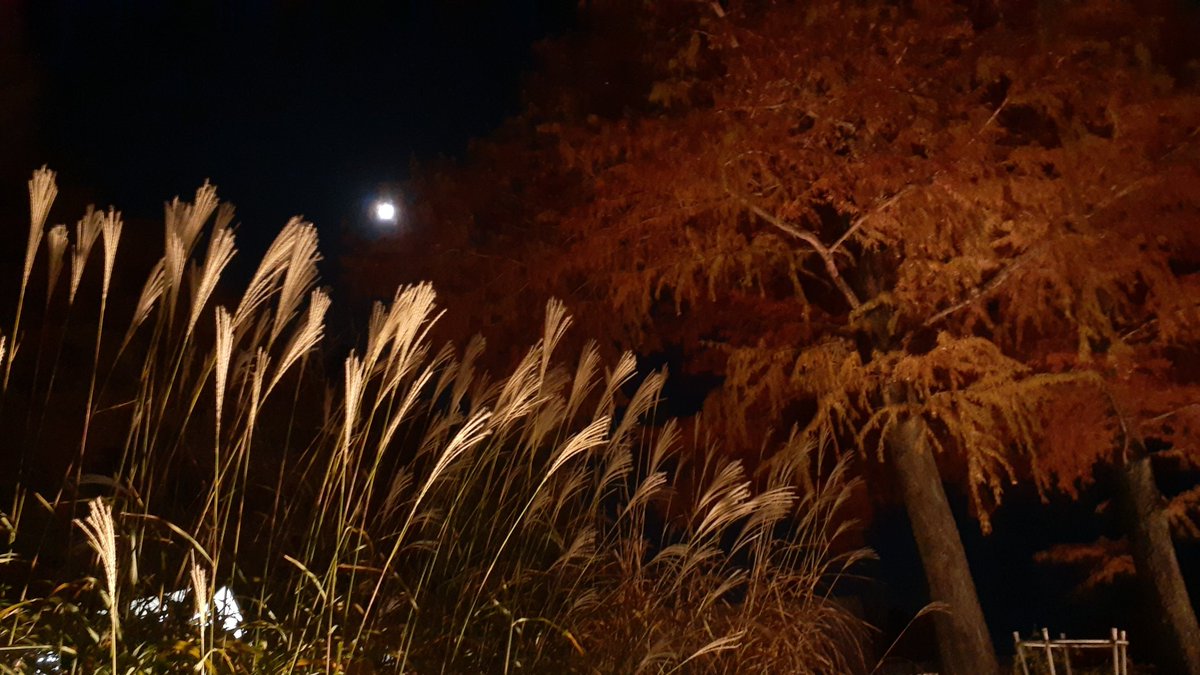 existence21's tweet photo. めっちゃキレイだった～🍁 https://t.co/54Zk4GMuqV