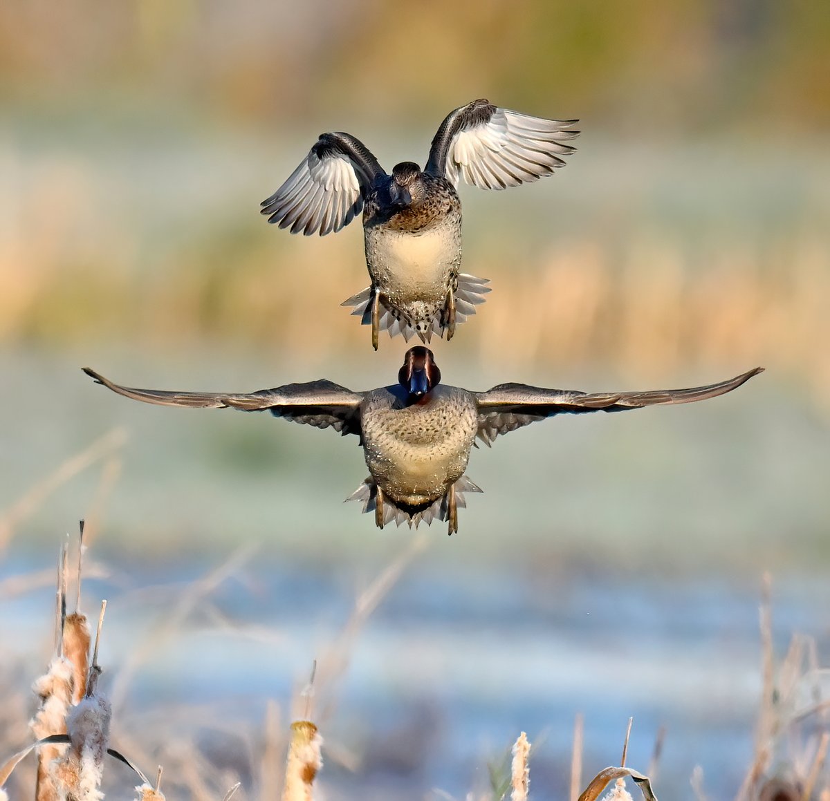 CarlBovisNature's tweet photo. Male and female Teal coming into land at a frosty RSPB Greylake yesterday morning. 😁🦆 https://t.co/inATWiyBI2