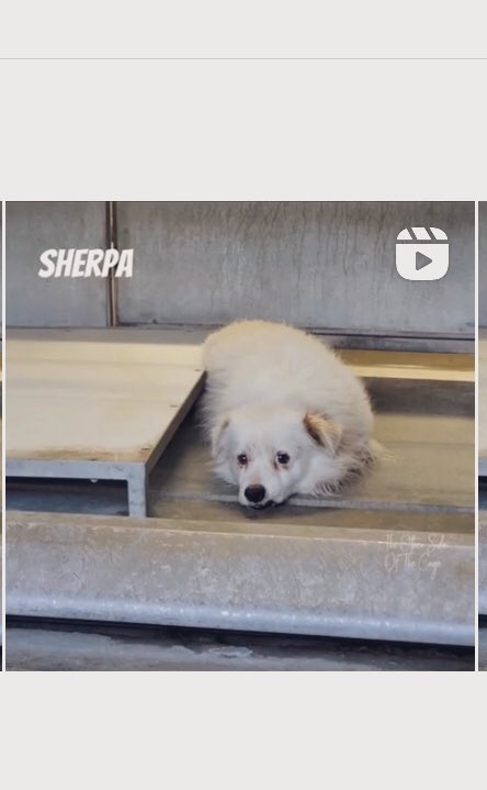 🚨 Urgent 🚨 transport needed🚨

We have a transport from Hollywood to Sacramento but we need someone to pull for us baby Sherpa from #Devore shelter in #SanBernardino and bring to #Hollywood today 🙏🏼🥺 can anyone help please 🙏🏼 
#A788792