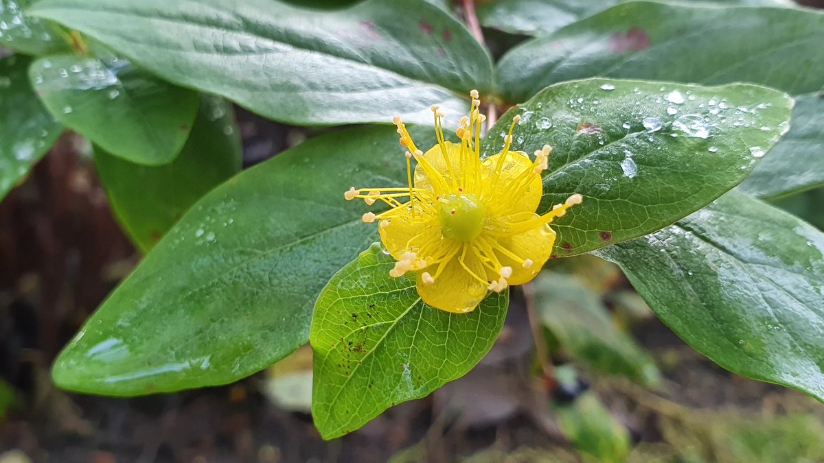 DuylsBos's tweet image. De hertshooi in het Bos bloeit dapper door. Het haagje bij het winkeltje is nog niet in de winterstand gegaan 🏵🌿
#hypericum #hertshooi #november #klimaatverandering #kijknou #indetuin #doorbloeier