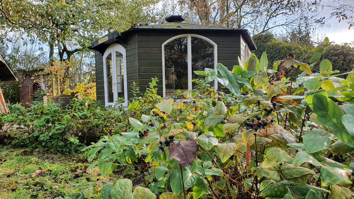 DuylsBos's tweet image. De hertshooi in het Bos bloeit dapper door. Het haagje bij het winkeltje is nog niet in de winterstand gegaan 🏵🌿
#hypericum #hertshooi #november #klimaatverandering #kijknou #indetuin #doorbloeier