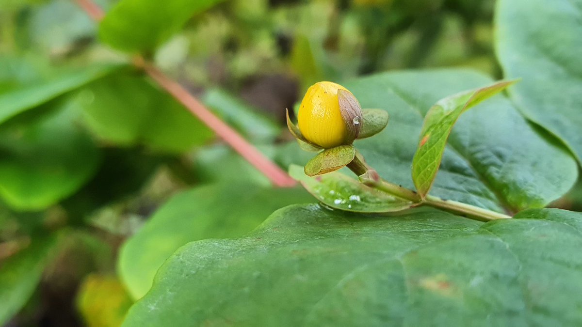 DuylsBos's tweet image. De hertshooi in het Bos bloeit dapper door. Het haagje bij het winkeltje is nog niet in de winterstand gegaan 🏵🌿
#hypericum #hertshooi #november #klimaatverandering #kijknou #indetuin #doorbloeier