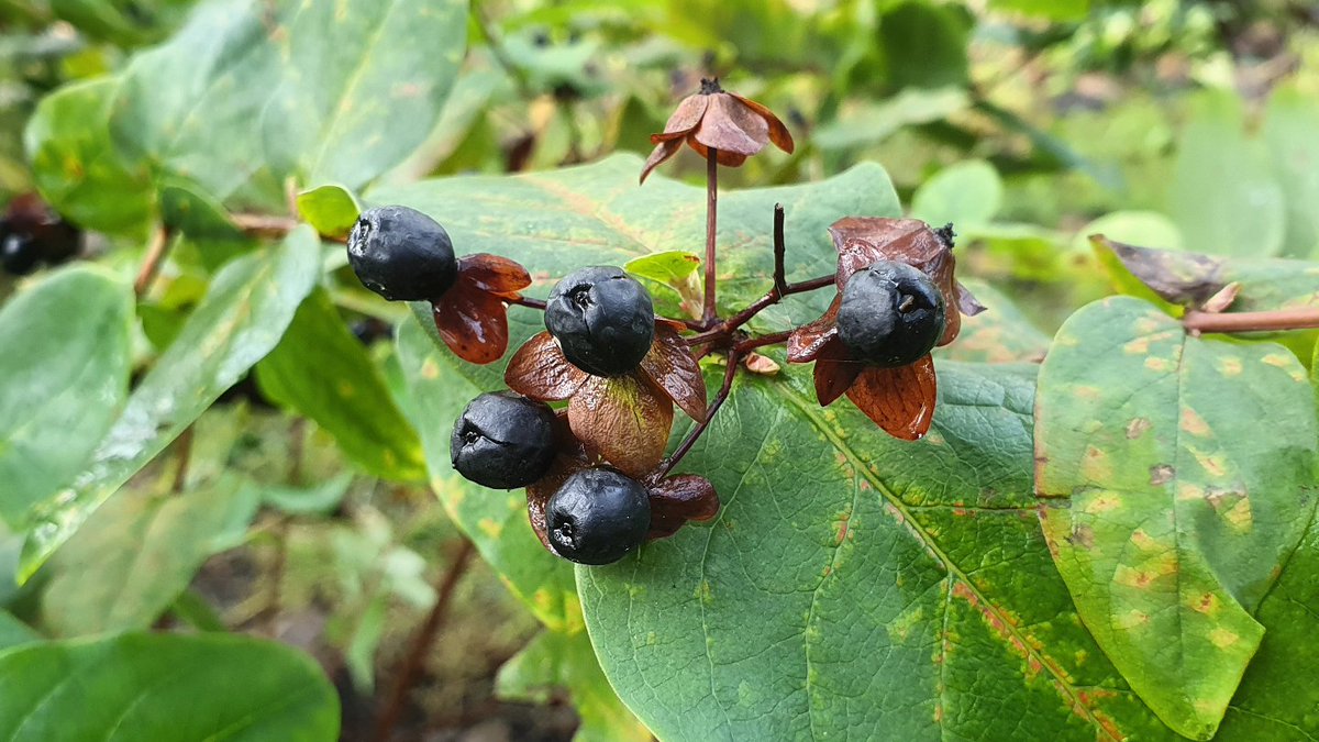DuylsBos's tweet image. De hertshooi in het Bos bloeit dapper door. Het haagje bij het winkeltje is nog niet in de winterstand gegaan 🏵🌿
#hypericum #hertshooi #november #klimaatverandering #kijknou #indetuin #doorbloeier