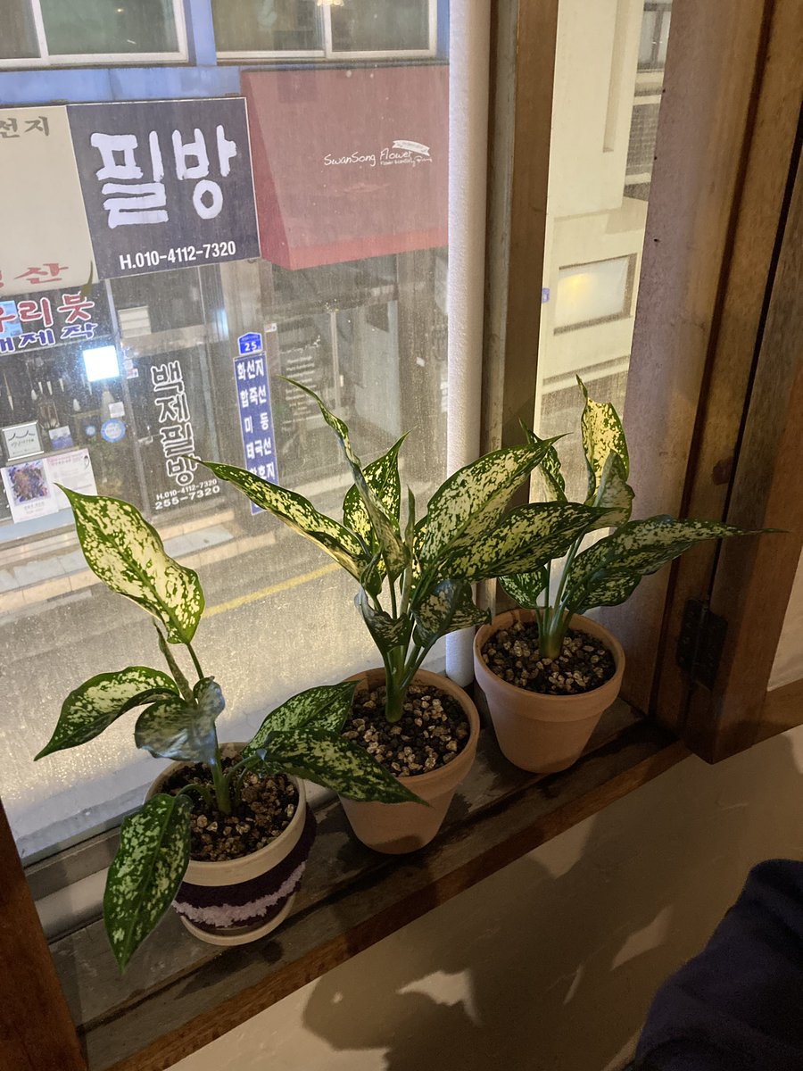 sorideul's tweet photo. 요즘 소리들 근황은요… 한 화분에 엉겨 있던 스노우 사파이어를 사장님이 한 줄기씩 나누어 분갈이 해주었고요.. 요즘 카페라면 응당 해야 할 것 같아 조촐하지만 크리스마스 분위기로 꾸며도 보았어요.. 루미도 잘 지낸답니다! https://t.co/6Z1yod6hyF