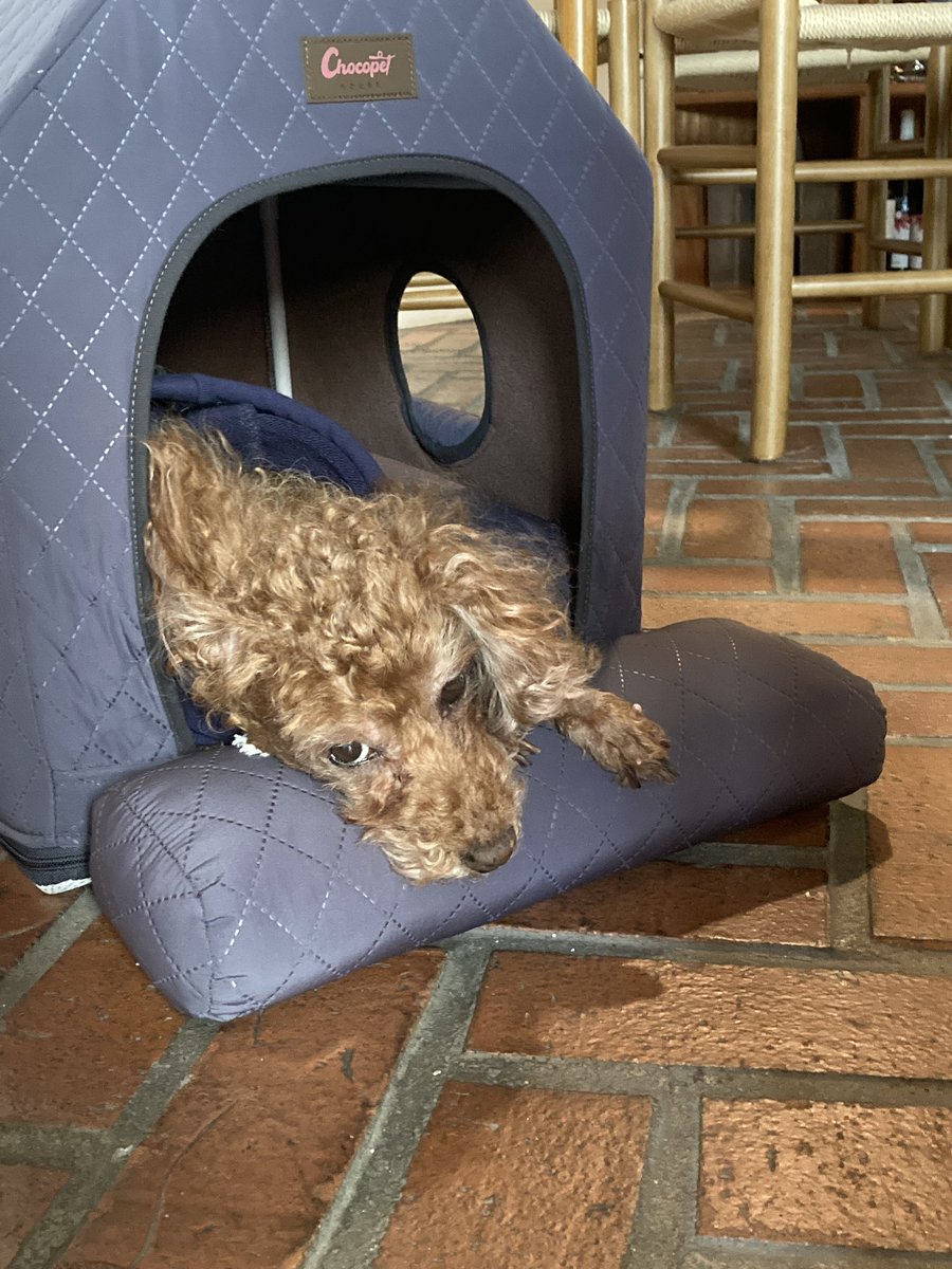 요즘 소리들 근황은요… 한 화분에 엉겨 있던 스노우 사파이어를 사장님이 한 줄기씩 나누어 분갈이 해주었고요.. 요즘 카페라면 응당 해야 할 것 같아 조촐하지만 크리스마스 분위기로 꾸며도 보았어요.. 루미도 잘 지낸답니다!