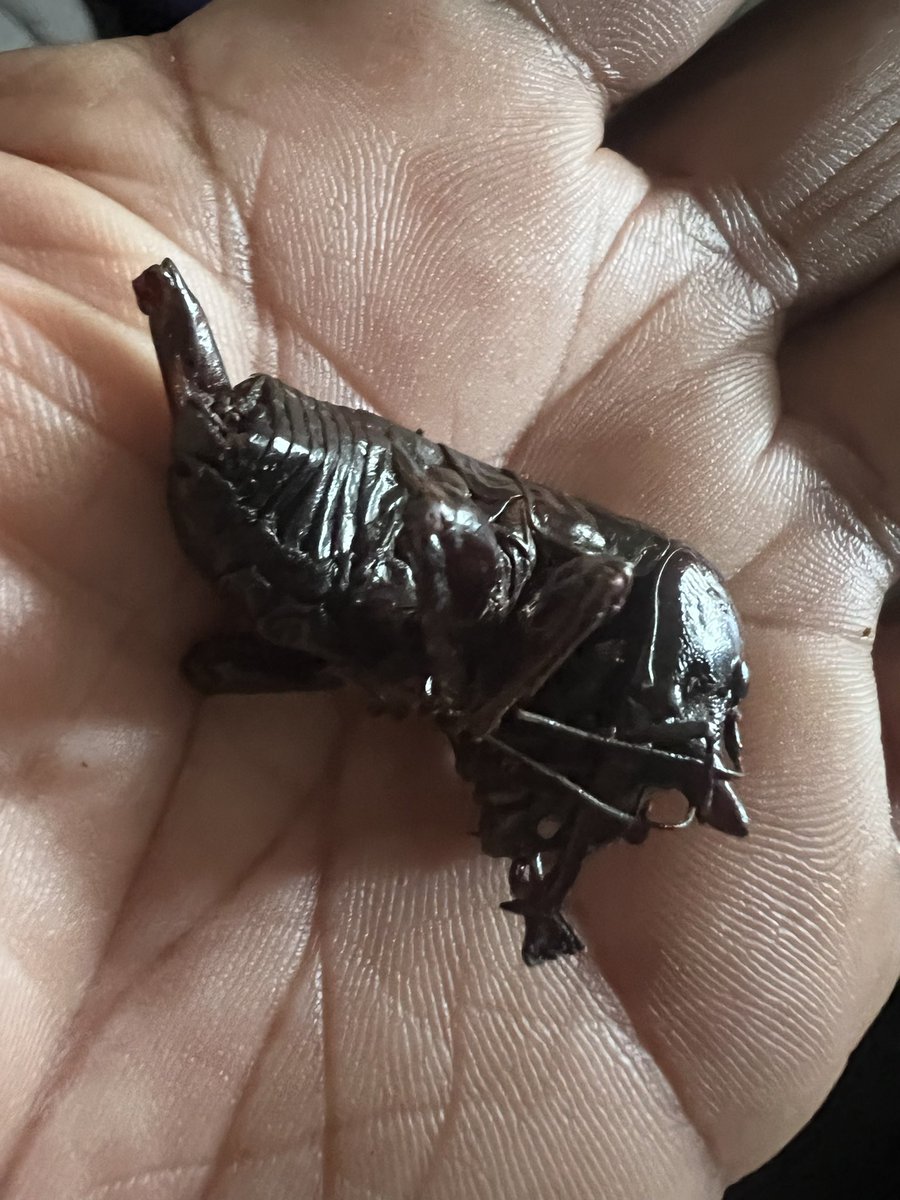 Edible insects of Zimbabwe majenya!