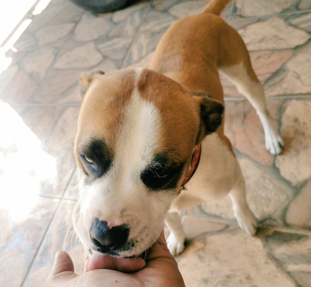 AndreaSalinas_'s tweet photo. Ayúdenme por favor con un RT! 😭😭😭😭

Me parte el corazón que estos bebés por segunda vez están buscando hogar. Sus primeros dueños viajaron al exterior y les dejaron con una familia que ahora les quiere dar en adopción sólo porque... https://t.co/hrwiiz5wPk