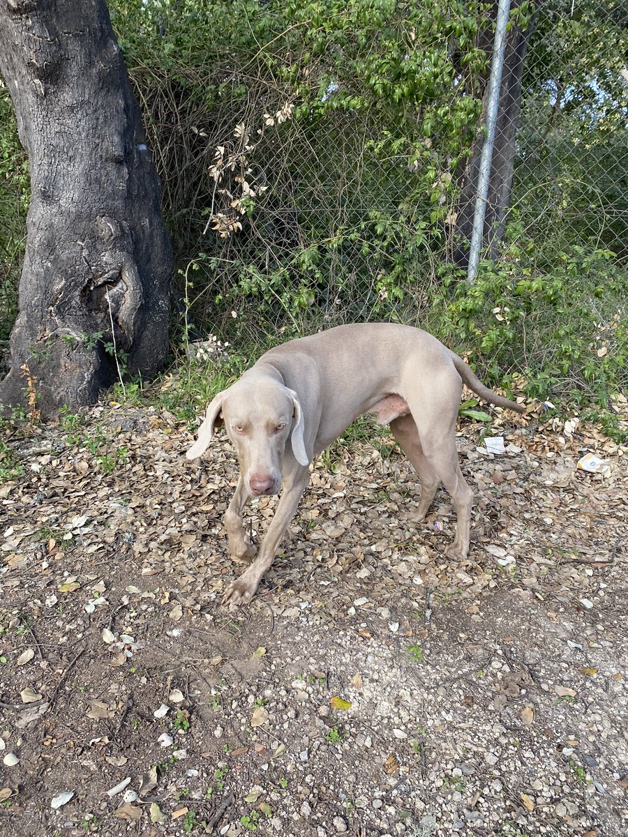 aalieslu's tweet photo. PERRO PERDIDO 📢🚨

Es un Braco de Weimar, visto por la zona de Santa Maria de Trasierra. Por el aparcamiento de los baños de Popea (Córdoba).
Parece desorientado y desubicado.

Difusión por favor! https://t.co/ekJbb1bcfi