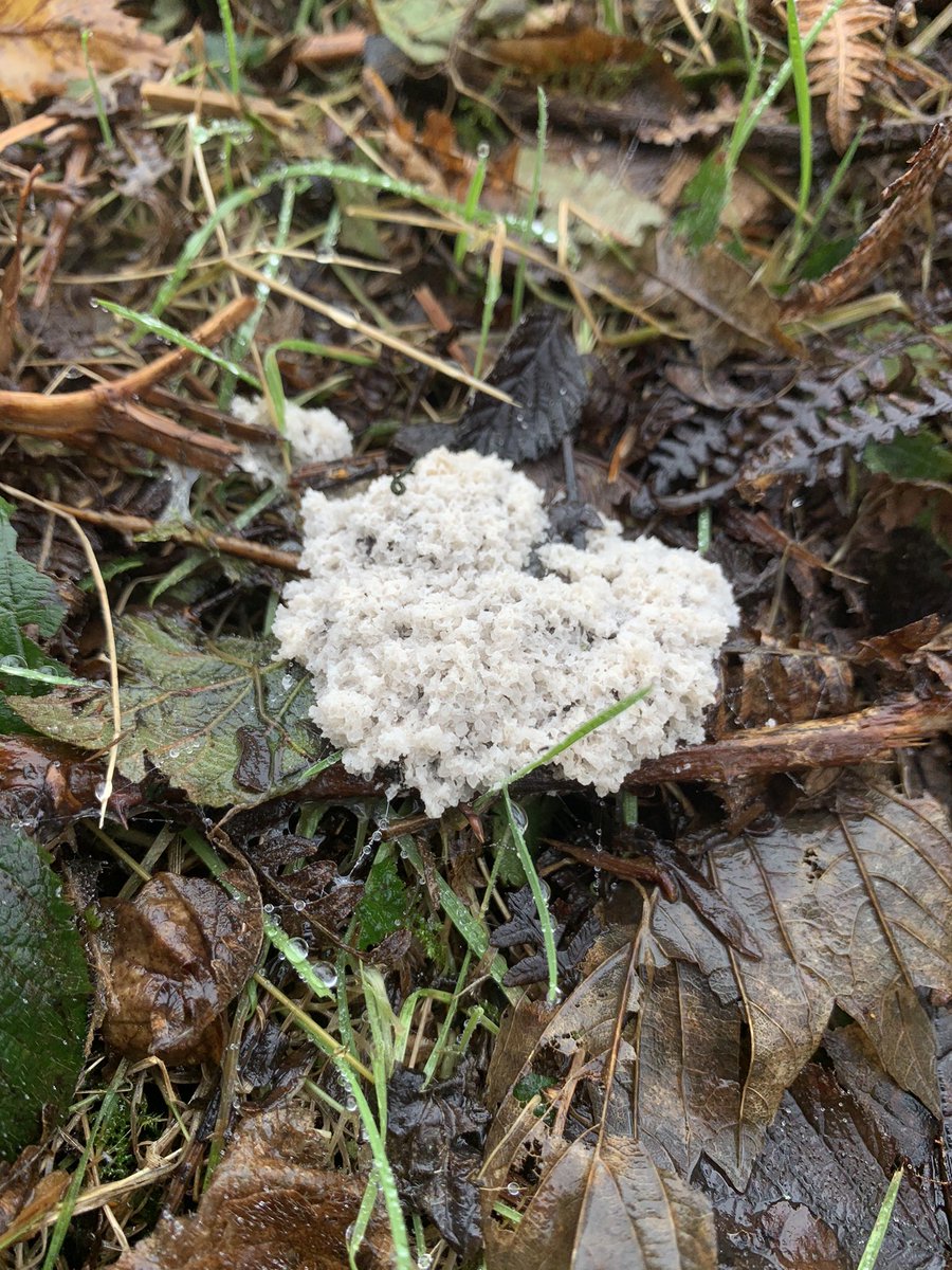 Dog-vomit Slimemould (Mucilago crustacea) possibly. North Hill, Malvern. #SlimemouldSunday @WorcsWT