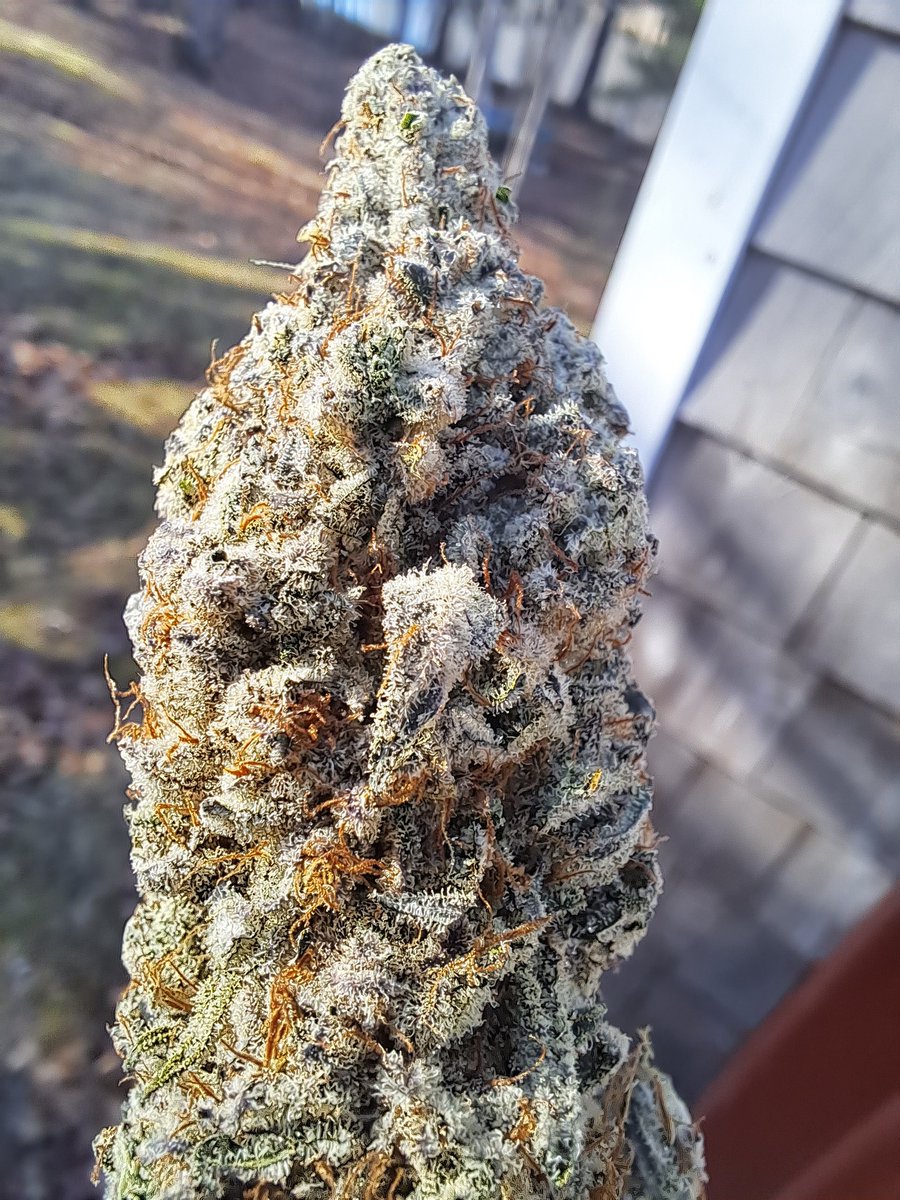 Carterskind's tweet photo. ETHOS Grape Balls Of Fire! Curing now, available in approximately 2 weeks! https://t.co/r76Rodg2YM