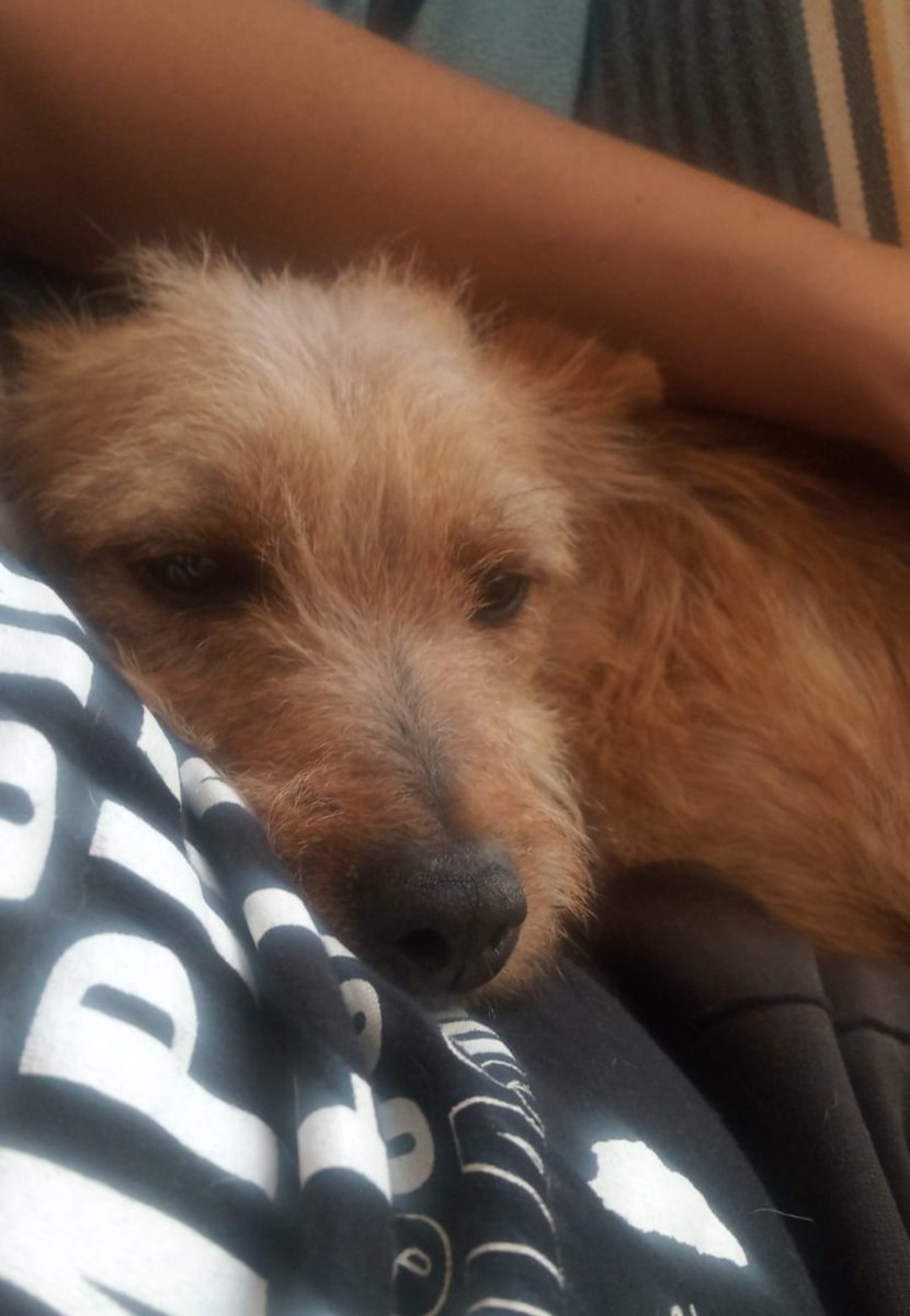 aso_ADAANA's tweet photo. #Bequi es una perrita adorable de tamaño pequeño, solo pesa 6 kilitos. Convive con otros #perros y gatos, y le encanta pasear, correr y jugar.
¿Quieres darle a Bequi la oportunidad de ser #feliz a tu lado?
📧 adopciones@adaana.com
#AdoptaNoCompres #Valencia #AmorPerruno #Adopta https://t.co/fvb5oDbwDK