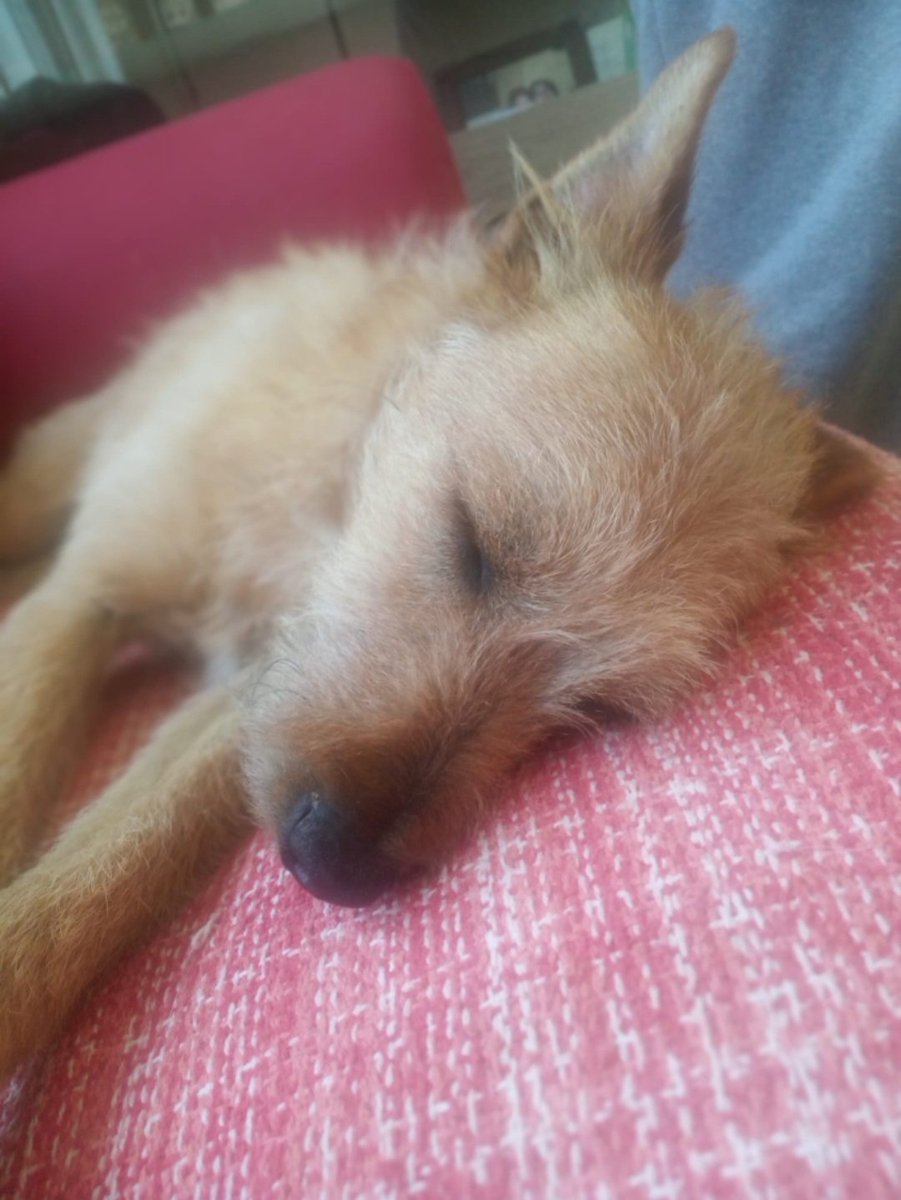 aso_ADAANA's tweet photo. #Bequi es una perrita adorable de tamaño pequeño, solo pesa 6 kilitos. Convive con otros #perros y gatos, y le encanta pasear, correr y jugar.
¿Quieres darle a Bequi la oportunidad de ser #feliz a tu lado?
📧 adopciones@adaana.com
#AdoptaNoCompres #Valencia #AmorPerruno #Adopta https://t.co/fvb5oDbwDK