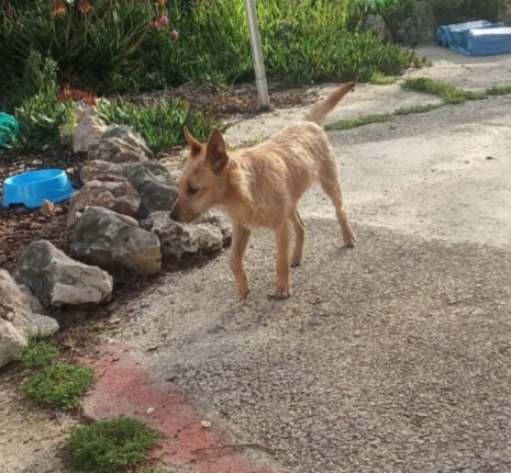 aso_ADAANA's tweet photo. #Bequi es una perrita adorable de tamaño pequeño, solo pesa 6 kilitos. Convive con otros #perros y gatos, y le encanta pasear, correr y jugar.
¿Quieres darle a Bequi la oportunidad de ser #feliz a tu lado?
📧 adopciones@adaana.com
#AdoptaNoCompres #Valencia #AmorPerruno #Adopta https://t.co/fvb5oDbwDK