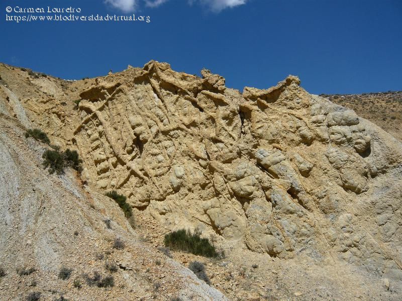 apanalis's tweet photo. 🏴󠁧󠁢󠁥󠁮󠁧󠁿 #Bueña #Jiloca Teruel> Yacimiento con huellas fósiles de Megaplanolites ibericus, gusanos gigantes prehistóricos y crustáceo gigante marinos de hace 90MLL de años. 

ℹ️Punto de interés arqueológico internacional y objeto de estudio de especialistas en biología, arqueología y paleontología.