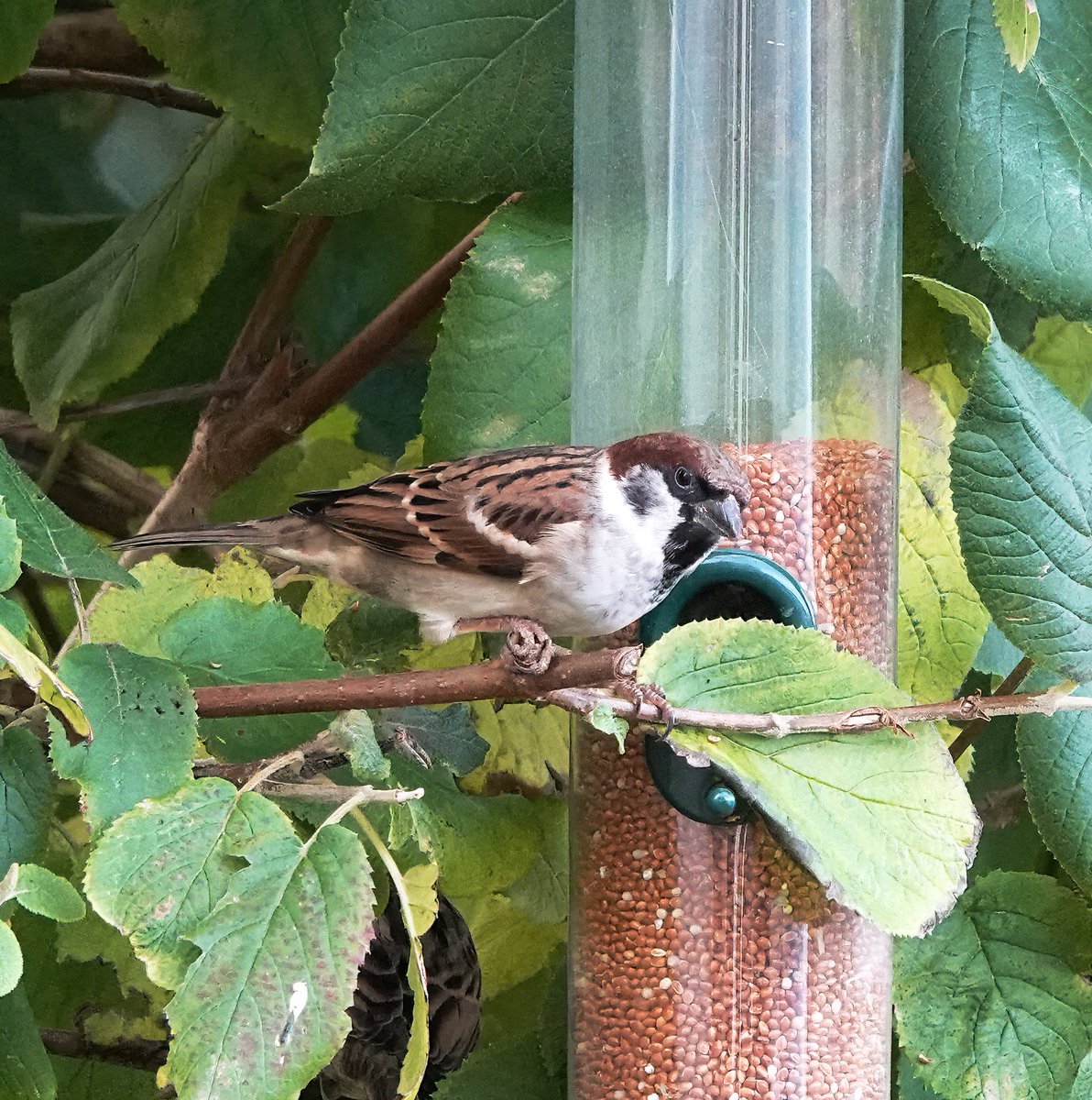 Back for it's 5th winter in my Rampton, Cambs garden; Tree x House Sparrow hybrid @CambsBirdClub @BirdHybrids