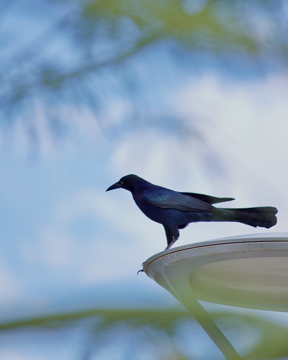 Rayeed_Hoque's tweet photo. Got some bird pics at the park 

📷 Taken on Canon EOS Rebel T5
Lens: 55-250

#photograghy #photography #bird #Folllow #like https://t.co/oKYkR0F2B7
