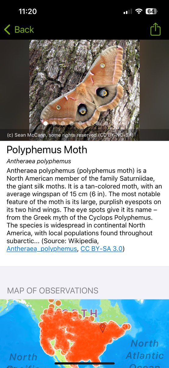 OttTreeHugger's tweet photo. One of the coolest creatures , I have had the pleasure of meeting in #SAVEHUNTCLUBFOREST
iNaturalist Project
SaveHuntClubForest BioBlitz
@CFRAOttawa @CBCOttawa @ctvottawa @reimagineottawa @CAFES_Ottawa @EcologyOttawa @OSEAN_Ottawa https://t.co/Wa9nLeILzn