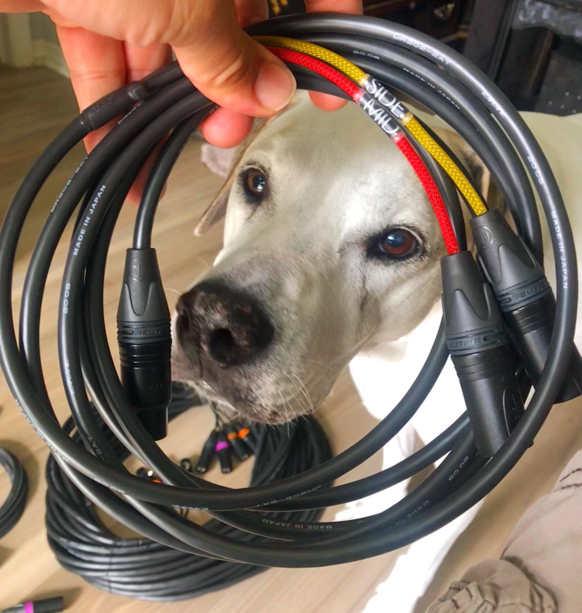 watsonwu's tweet photo. Our dog likes to inspect new things like mic cables ๐๐๐ป
.
#watsonwu #microphonecable #dog #customcables #microphone #sounddesigner #soundeffectsrecordingartist #soundeffectsrecordist #sounddesign #gameaudio #gamesound #soundeffects #audioforgames #filmsound #audiopost https://t.co/f3Ysg9rzrB