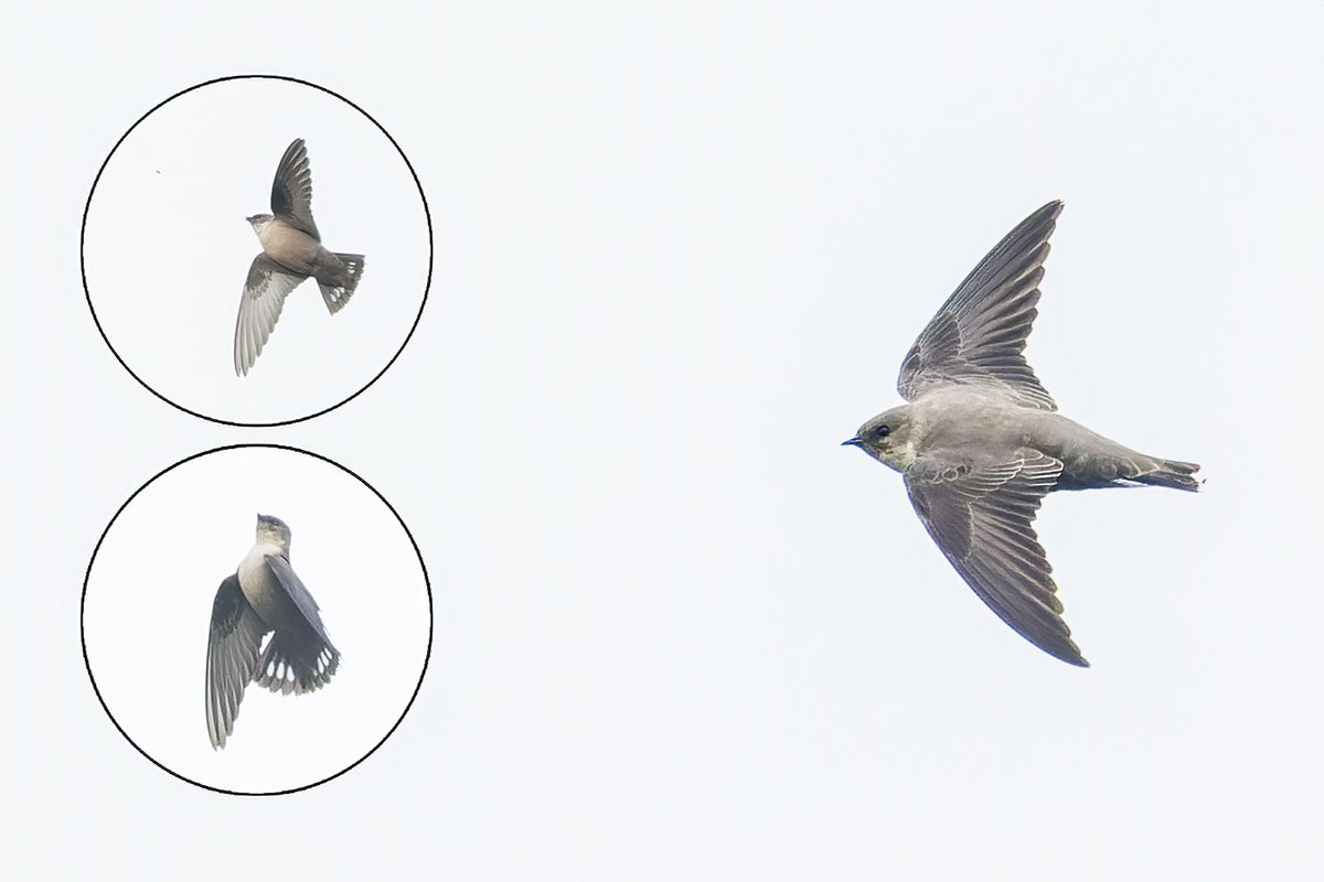 CRAG MARTIN / ROTSZWALUW, Doornenburg, Netherlands today. Photo by Martijn Verdoes. 
dutchbirding.nl/gallery 

#birds #birdwatching #vogels #vogelskijken