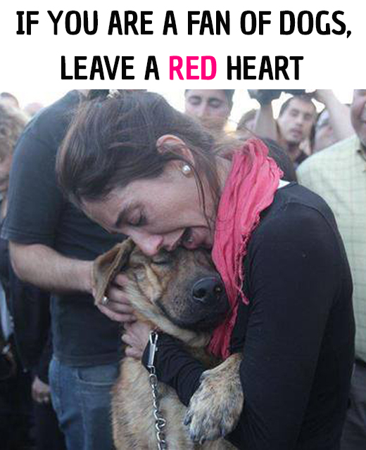 Dog Lovers tweet media