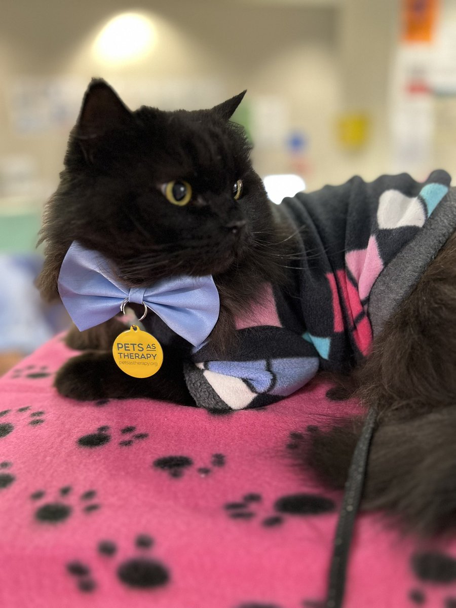 meow_london's tweet photo. Meow joy! Therapy cat in action! πΈ
Meowy Sunday everyone! πΎ
Iβm a registered πββ¬ with @PetsAsTherapyUK and I team up with @BartsVolunteers @RoyalLondonHosp @NHSBartsHealth
#pawsitivity #catjoy #catlove #cat #meow #volunteering #therapycat #petsastherapy #smile #sundayvibes https://t.co/QoESEKj5nG