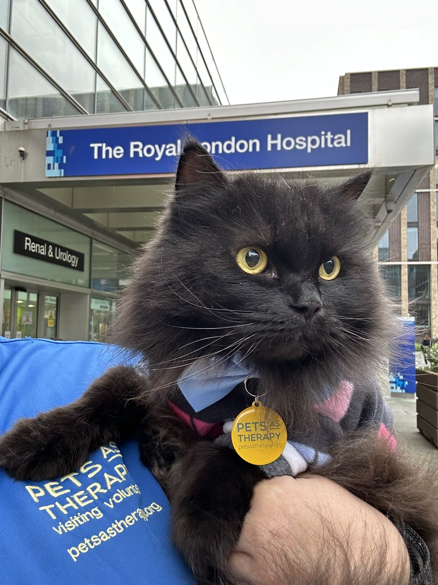 meow_london's tweet photo. Meow joy! Therapy cat in action! πΈ
Meowy Sunday everyone! πΎ
Iβm a registered πββ¬ with @PetsAsTherapyUK and I team up with @BartsVolunteers @RoyalLondonHosp @NHSBartsHealth
#pawsitivity #catjoy #catlove #cat #meow #volunteering #therapycat #petsastherapy #smile #sundayvibes https://t.co/QoESEKj5nG