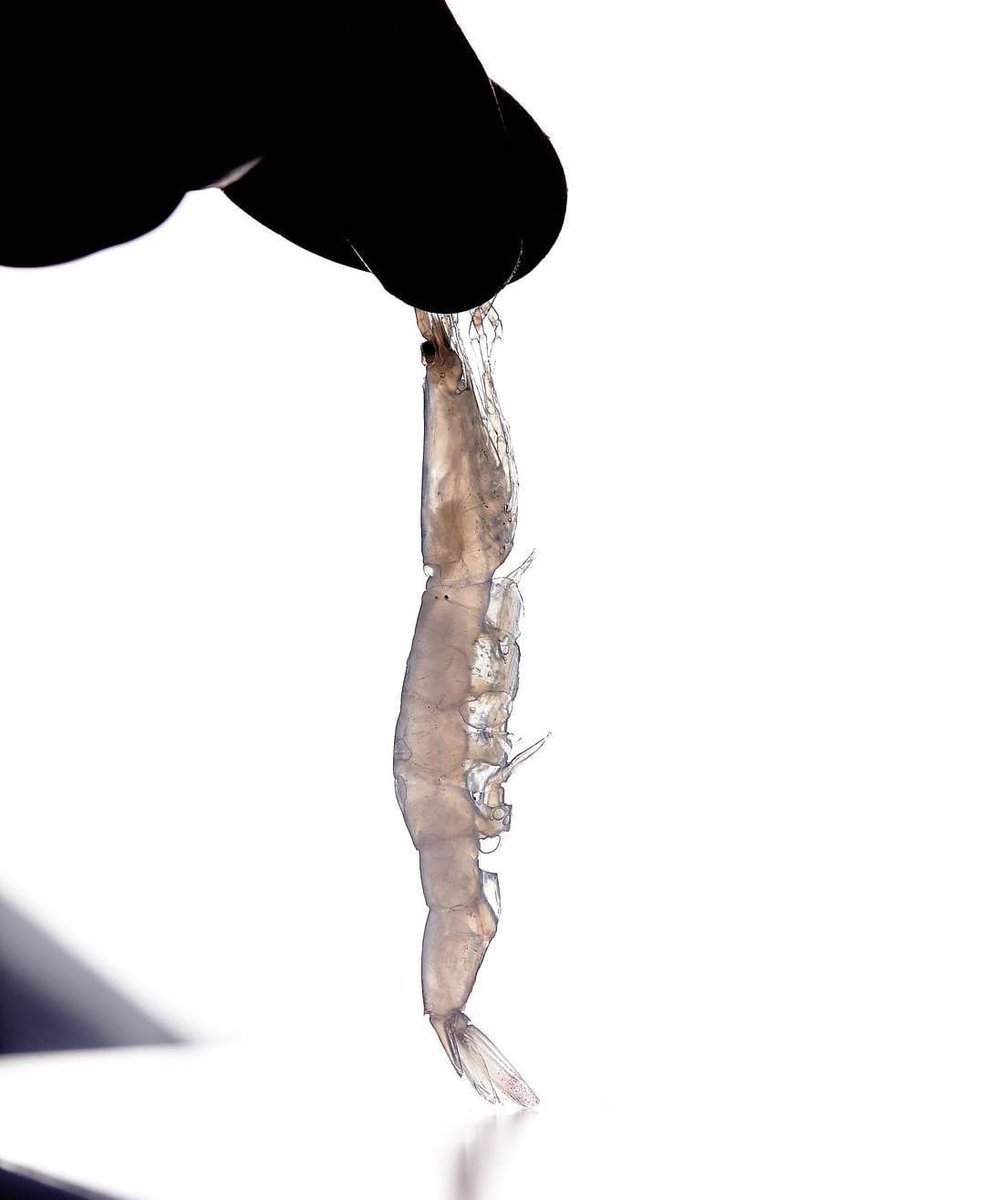 MisterEspeto's tweet image. Feliz por anunciar la publicación de la segunda edición de 'Templos del Producto', el homenaje a los últimos bastiones del producto que publicamos hace cinco años. Esta nueva edición se presenta con idénticos contenidos, gran formato y tapa blanda. Más info en Instagram. @Matoses