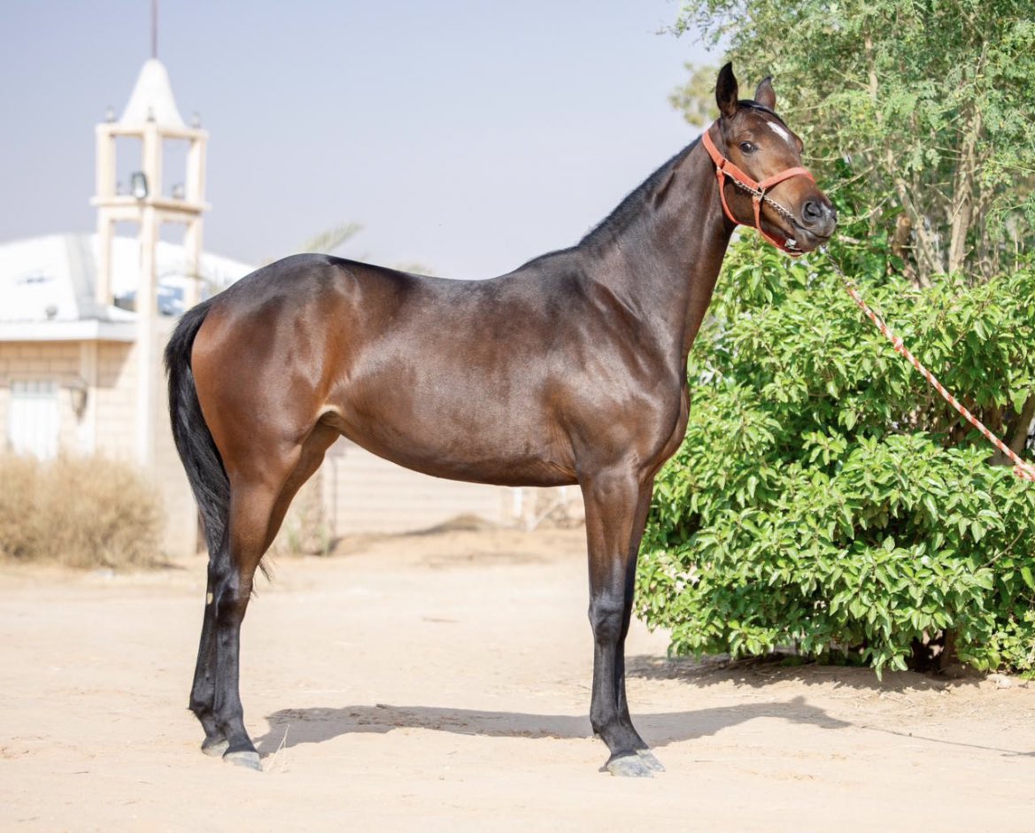 الاجدل tweet media