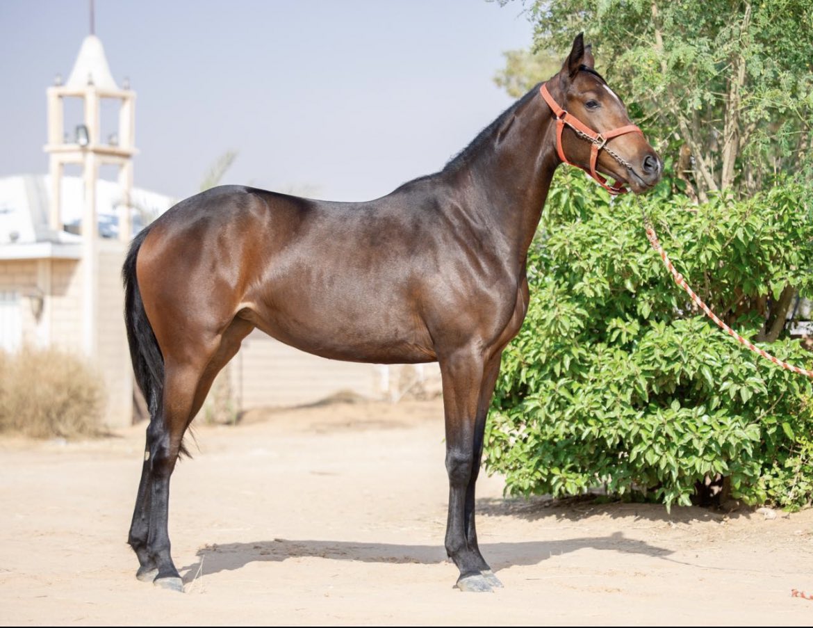 الاجدل tweet media