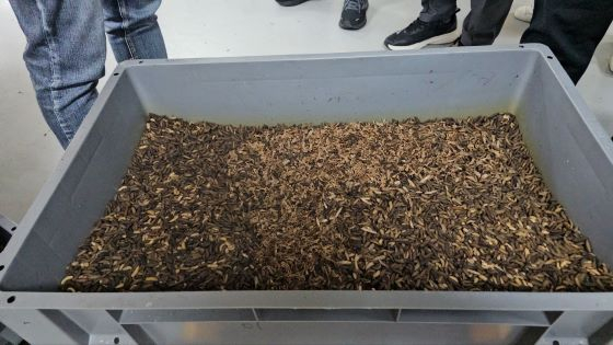 tang__kira's tweet photo. Serangga ini juga kaya akan protein dan lemak tak jenuh, menjadikannya salah satu sumber pangan yang baik. 

Larva lalat tentara hitam juga menguraikan 2-3 gr sampah makanan per hari, membuatnya dijuluki sebagai serangga pembersih lingkungan

 Selain itu, kotoran mereka (fecal soil) juga digunakan sebagai pupuk organik sehingga serangga ini juga dijuluki sebagai serangga yang dermawan.