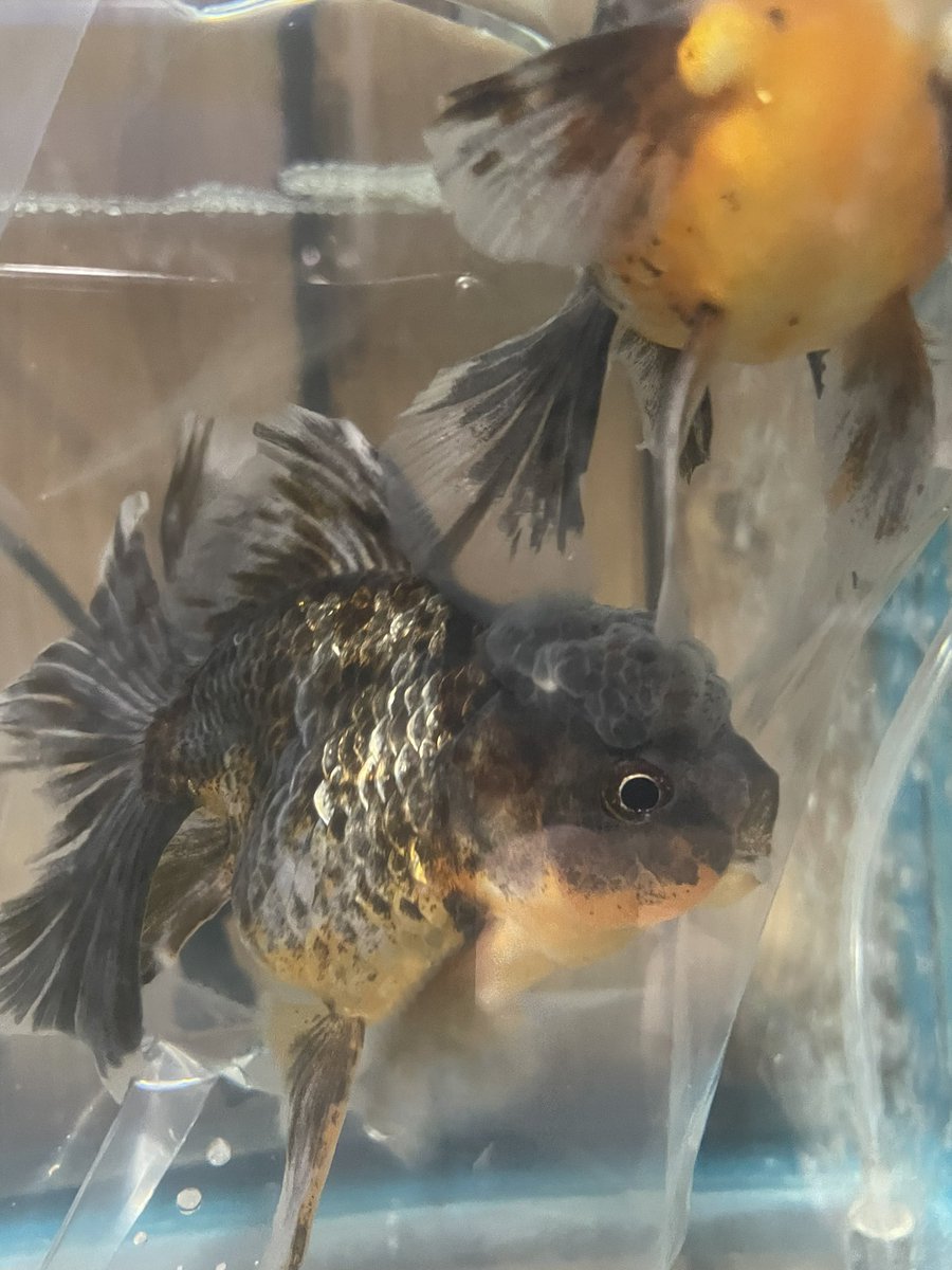 da_yamach's tweet photo. 昼にローズテール入荷の情報を見たので 16時くらいにツーリングから帰宅してすぐ斧田観賞魚センターにダッシュ💨

良い感じの仔がいたので思わず2匹購入しちゃいました🤩

#金魚
#ローズテールオランダ
#斧田観賞魚センター https://t.co/YWTsxUSJCb
