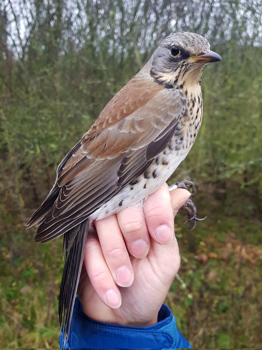 Another successful morning setting nets for thrushes with only the second fieldfare we have ringed at the site. Cold snap over the weekend has brought a few more redwings in to the berry bushes @TOE_oxon @TVERC1